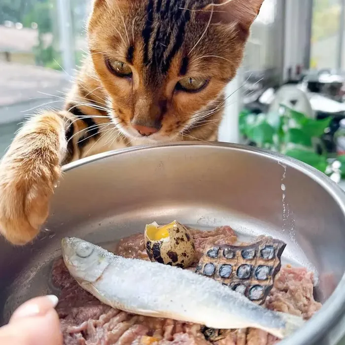 Preparo da comida natural felina