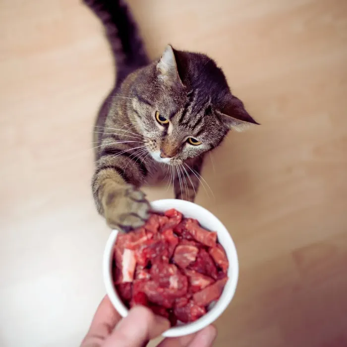 Gato saudável comendo comida de verdade
